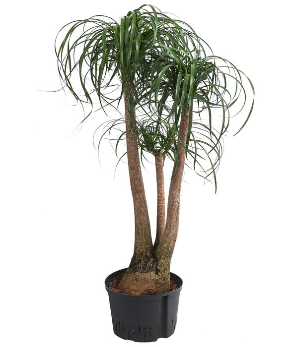  Elefantenfuß - Beaucarnea Recurvata, Hydrokultur