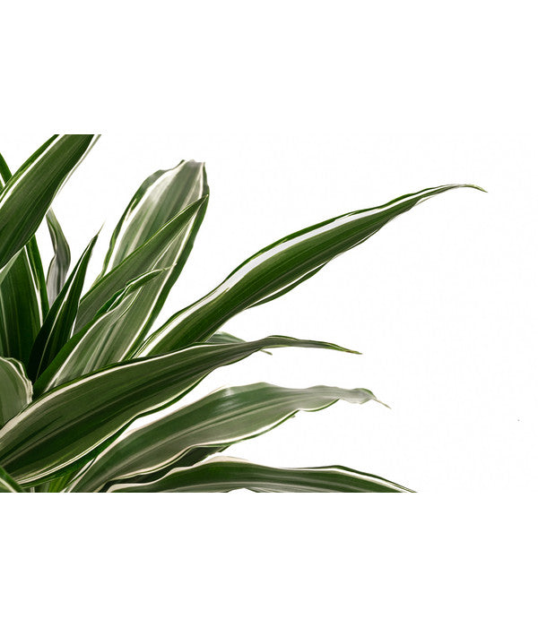  Drachenbaum - Dracaena Deremensis, Hydrokultur