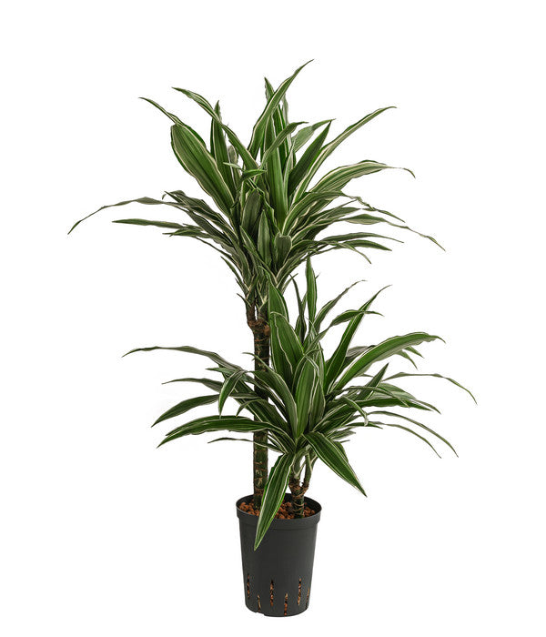  Drachenbaum - Dracaena Deremensis, Hydrokultur