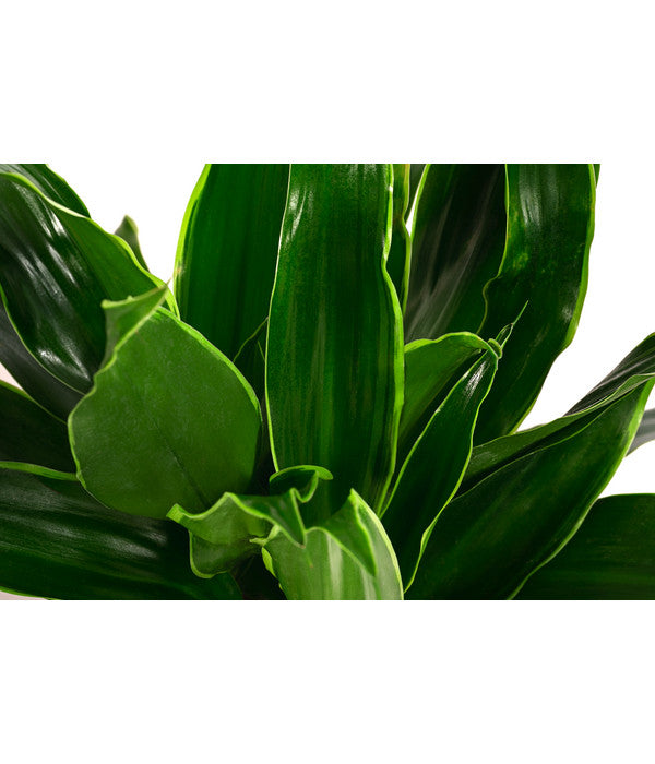  Drachenbaum - Dracaena Fragrans 'Arturo', Hydrokultur