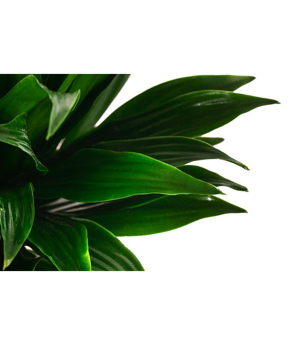  Drachenbaum - Dracaena Compacta, Hydrokultur