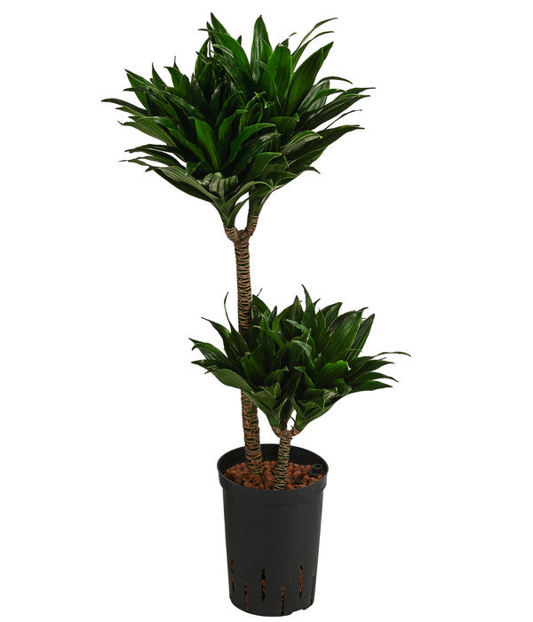  Drachenbaum - Dracaena Compacta, Hydrokultur