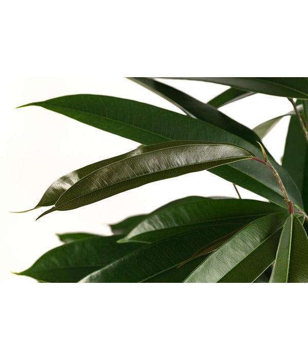  Birkenfeige - Ficus Binnendijkii 'Amstel King', Hydrokultur