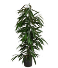  Birkenfeige - Ficus Binnendijkii 'Amstel King', Hydrokultur