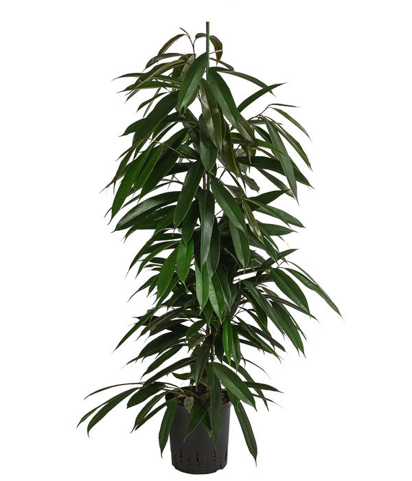  Birkenfeige - Ficus Binnendijkii 'Amstel King', Hydrokultur