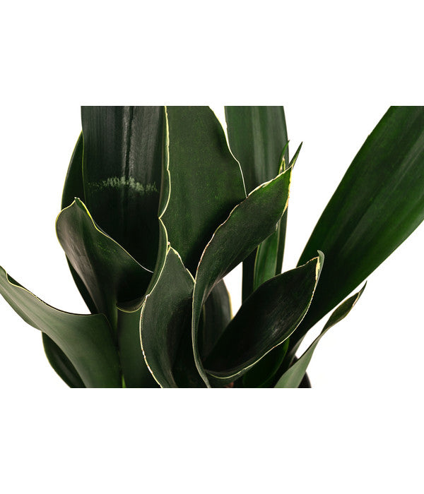  Bogenhanf - Sansevieria Trifasciata 'Black Diamond', Hydrokultur