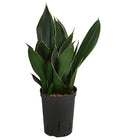  Bogenhanf - Sansevieria Trifasciata 'Black Diamond', Hydrokultur