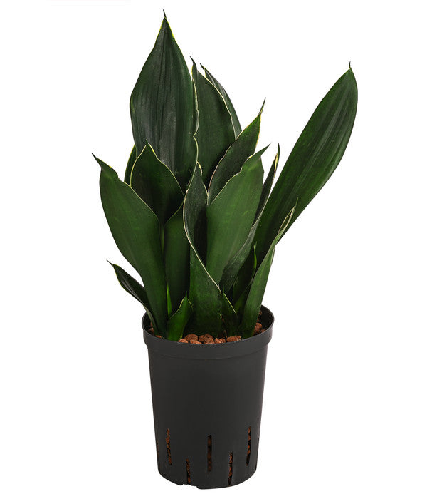  Bogenhanf - Sansevieria Trifasciata 'Black Diamond', Hydrokultur