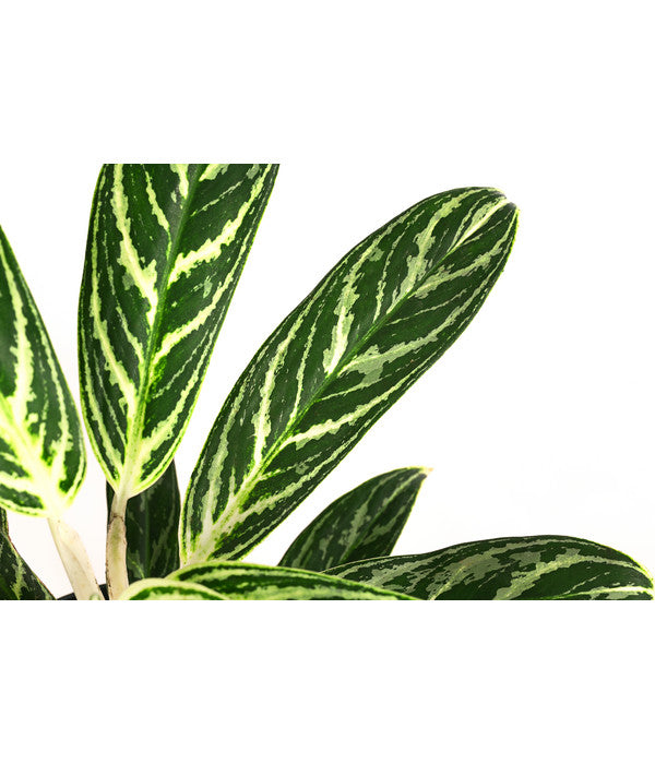  Kolbenfaden - Aglaonema 'Ivy Green', Hydrokultur