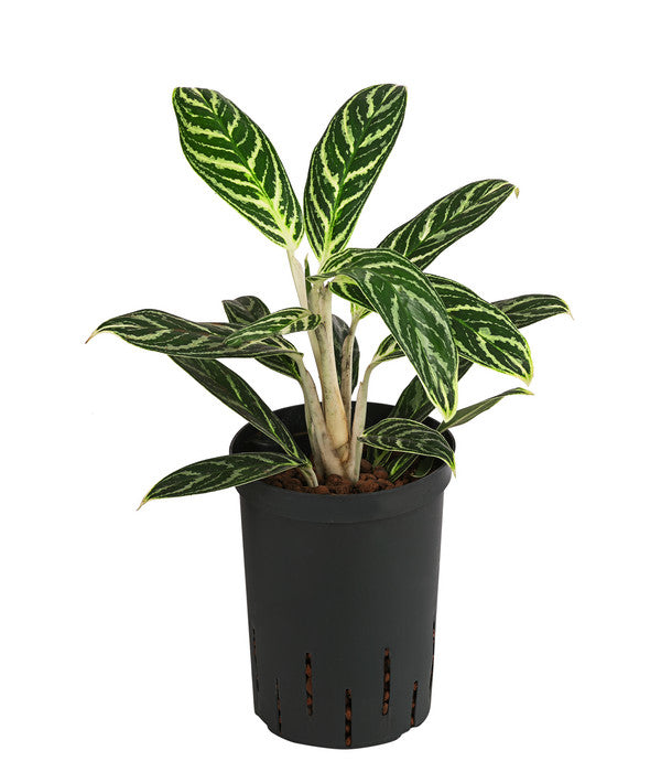  Kolbenfaden - Aglaonema 'Ivy Green', Hydrokultur
