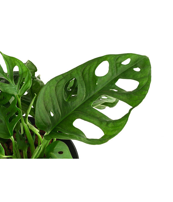  Fensterblatt - Monstera Obliqua, Hydrokultur