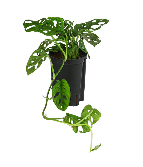  Fensterblatt - Monstera Obliqua, Hydrokultur