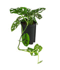  Fensterblatt - Monstera Obliqua, Hydrokultur