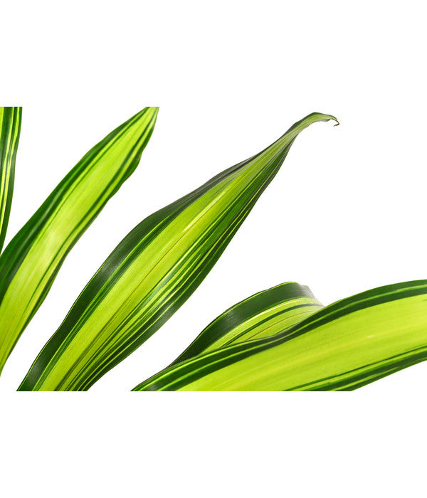  Drachenbaum - Dracaena Fragrans 'Burley', Hydrokultur