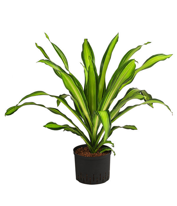  Drachenbaum - Dracaena Fragrans 'Burley', Hydrokultur