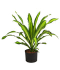  Drachenbaum - Dracaena Fragrans 'Burley', Hydrokultur