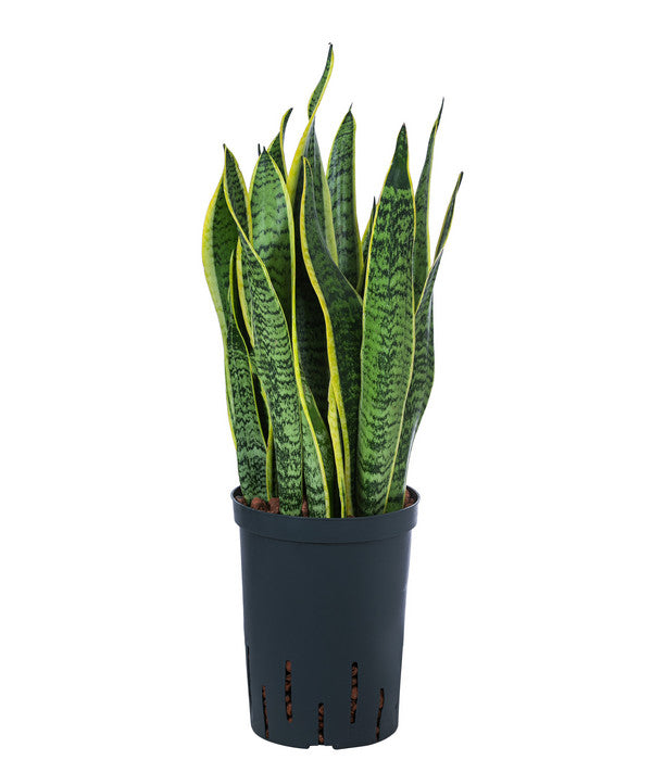  Bogenhanf - Sansevieria Trifasciata Var. Laurentii, Hydrokultur