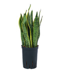  Bogenhanf - Sansevieria Trifasciata Var. Laurentii, Hydrokultur