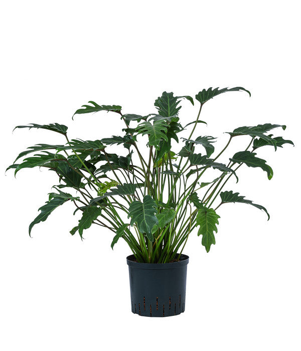  Baumfreund - Philodendron Cultivars 'Xanadu', Hydrokultur