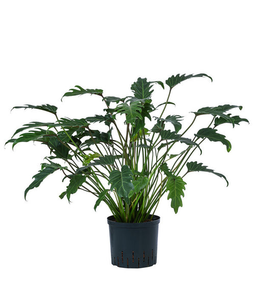  Baumfreund - Philodendron Cultivars 'Xanadu', Hydrokultur