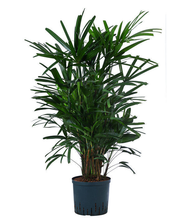  Steckenpalme - Rhapis Excelsa, Hydrokultur