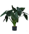  Pfeilblatt - Alocasia 'Wentii', Hydrokultur