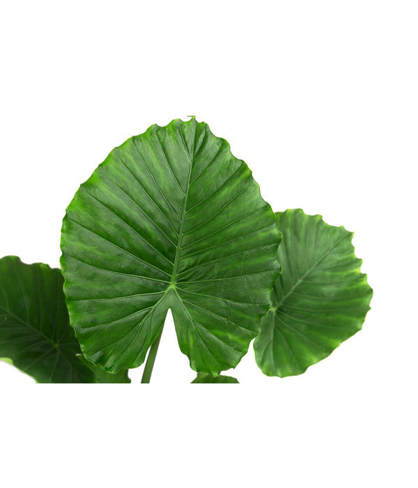  Pfeilblatt - Alocasia Gageana 'California'