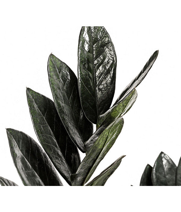  Glücksfeder - Zamioculcas Zamiifolia 'Black'