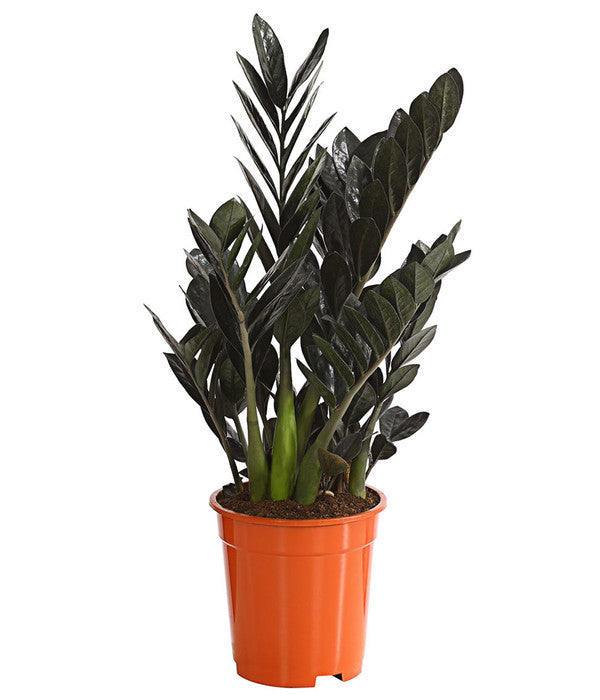  Glücksfeder - Zamioculcas Zamiifolia 'Black'