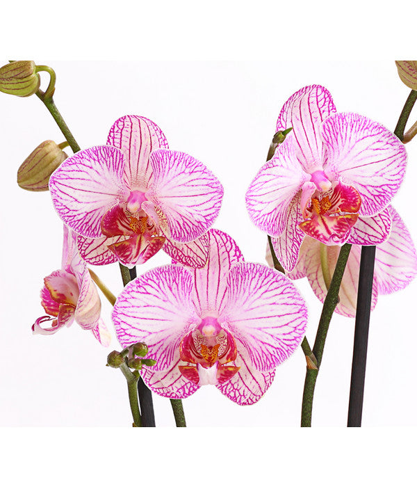  Schmetterlingsorchidee - Phalaenopsis Cultivars, Verschiedene Sorten