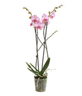  Schmetterlingsorchidee - Phalaenopsis Cultivars, Verschiedene Sorten