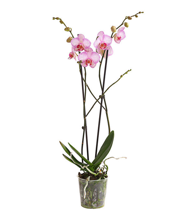  Schmetterlingsorchidee - Phalaenopsis Cultivars, Verschiedene Sorten