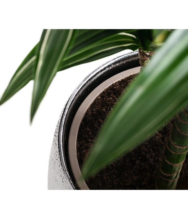  Drachenbaum - Dracaena 'White Stripe', In Keramik
