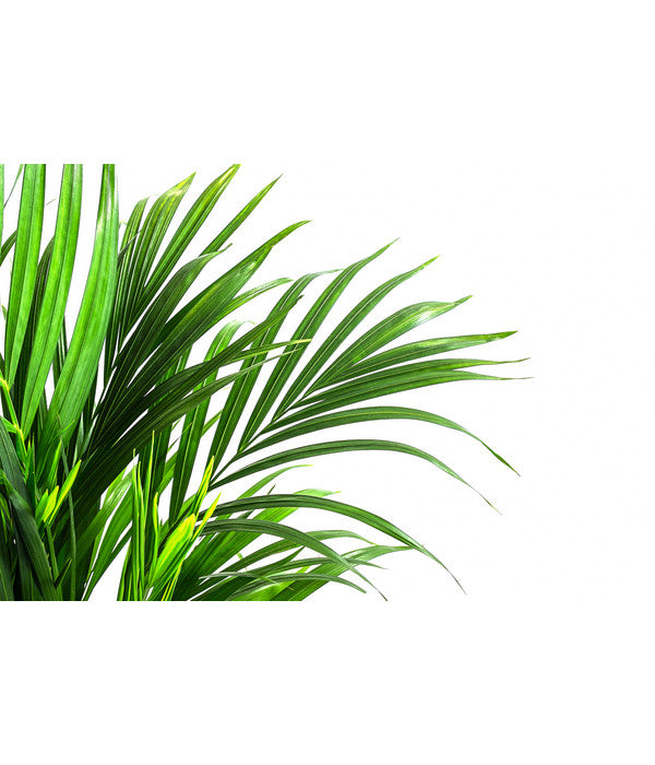  Goldfruchtpalme - Dypsis Lutescens, In Keramik