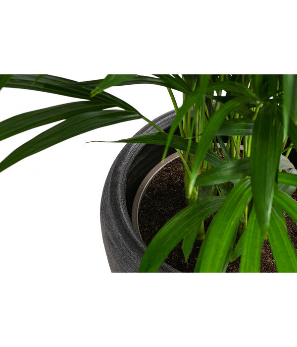  Goldfruchtpalme - Dypsis Lutescens, In Keramik