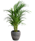  Goldfruchtpalme - Dypsis Lutescens, In Keramik