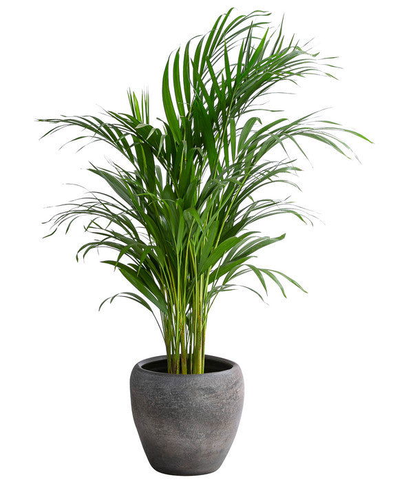  Goldfruchtpalme - Dypsis Lutescens, In Keramik