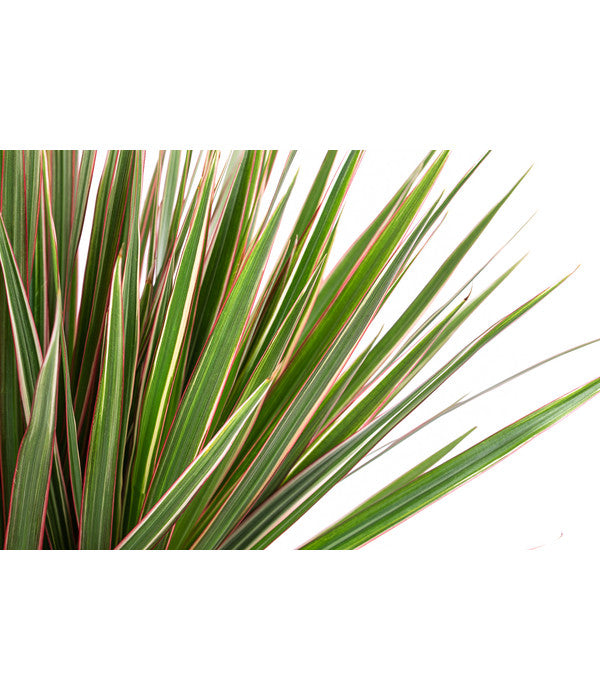  Drachenbaum - Dracaena Marginata 'Bicolor', In Seegras-Korb