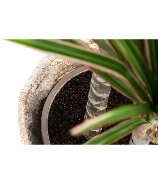  Drachenbaum - Dracaena Marginata 'Bicolor', In Seegras-Korb