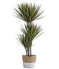 Drachenbaum - Dracaena Marginata 'Bicolor', In Seegras-Korb
