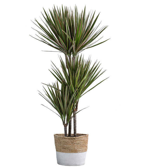  Drachenbaum - Dracaena Marginata 'Bicolor', In Seegras-Korb