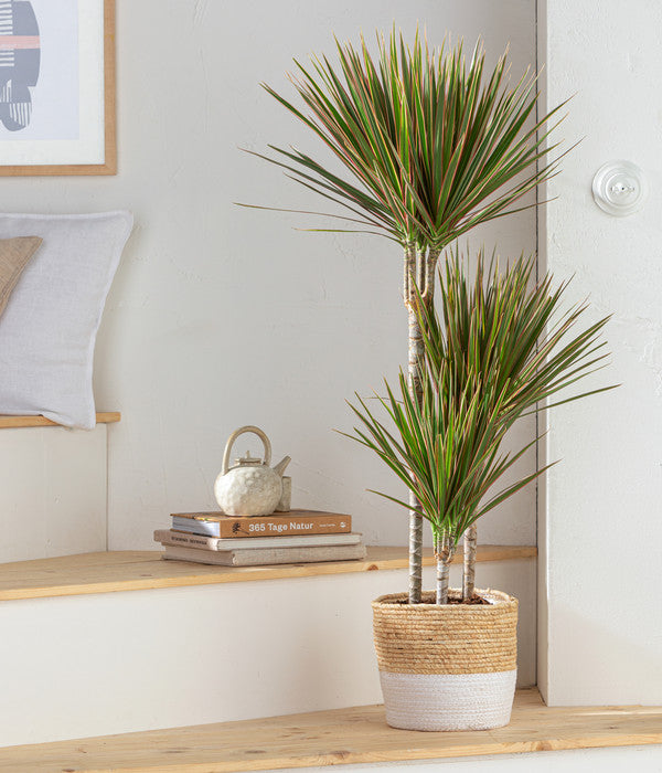  Drachenbaum - Dracaena Marginata 'Bicolor', In Seegras-Korb