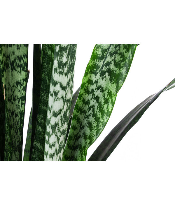  Bogenhanf - Sansevieria Zeylanica, Im Seegras-Korb