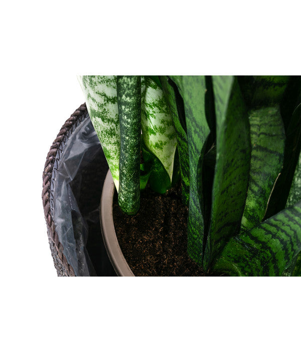  Bogenhanf - Sansevieria Zeylanica, Im Seegras-Korb