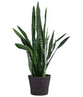  Bogenhanf - Sansevieria Zeylanica, Im Seegras-Korb