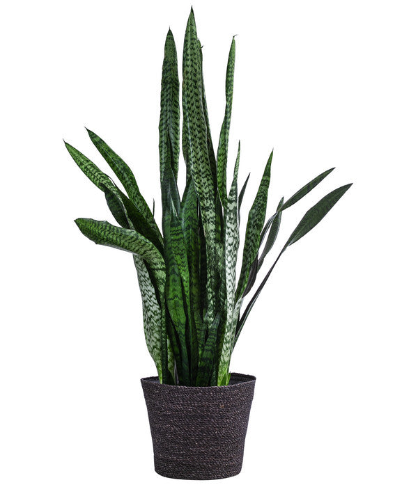  Bogenhanf - Sansevieria Zeylanica, Im Seegras-Korb