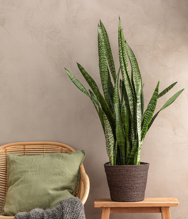  Bogenhanf - Sansevieria Zeylanica, Im Seegras-Korb