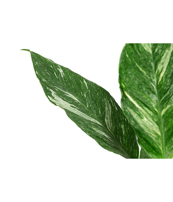  Einblatt - Spathiphyllum 'Diamond'