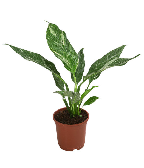  Einblatt - Spathiphyllum 'Diamond'