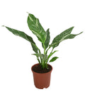  Einblatt - Spathiphyllum 'Diamond'